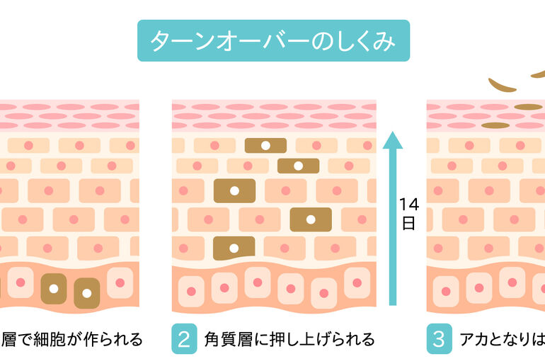 ターンオーバーしくみ