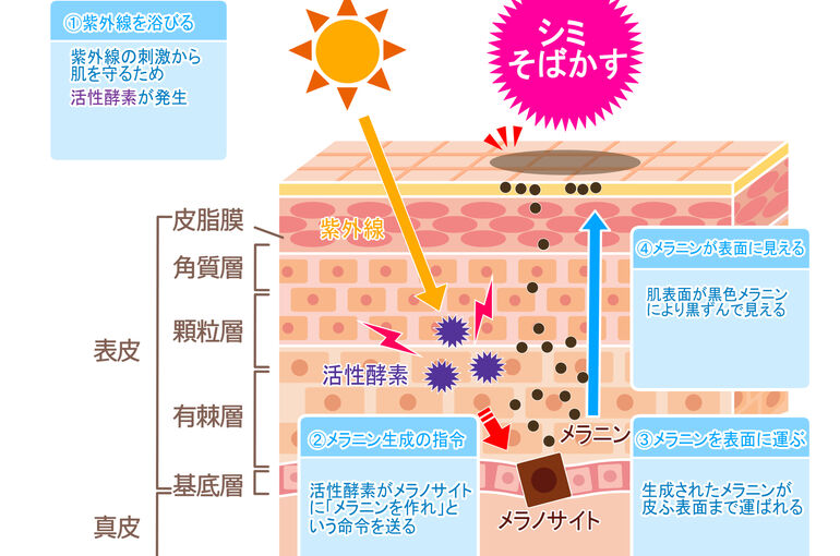 シミそばかす肌しくみ