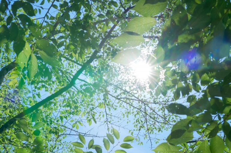 夏　紫外線