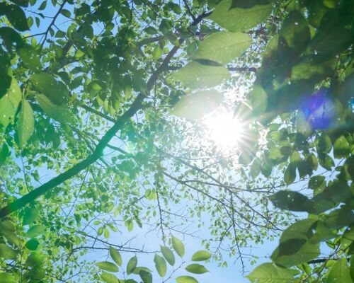夏　紫外線