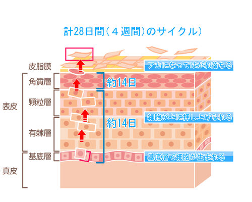 ターンオーバーさいくる