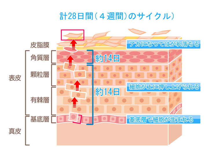 ターンオーバーさいくる