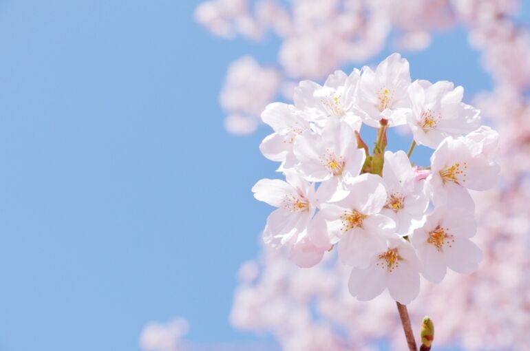 桜背景