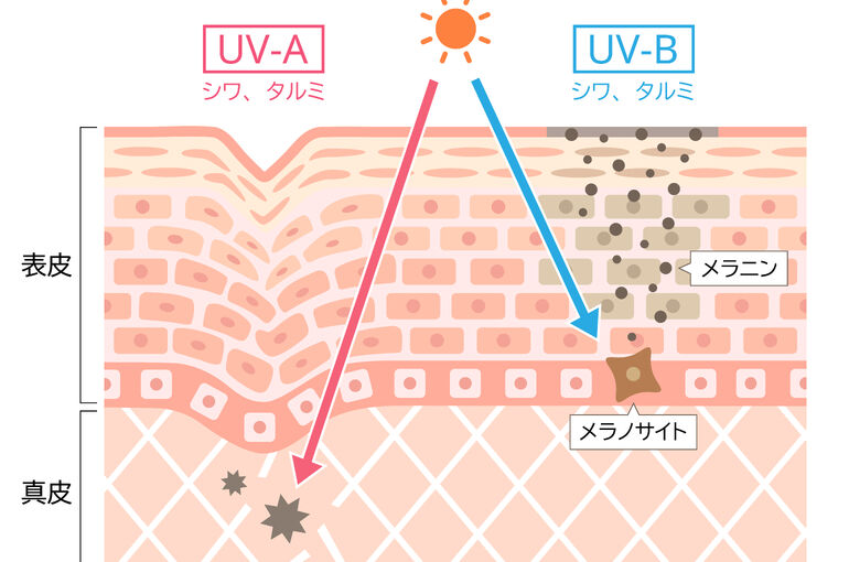 紫外線肌内部