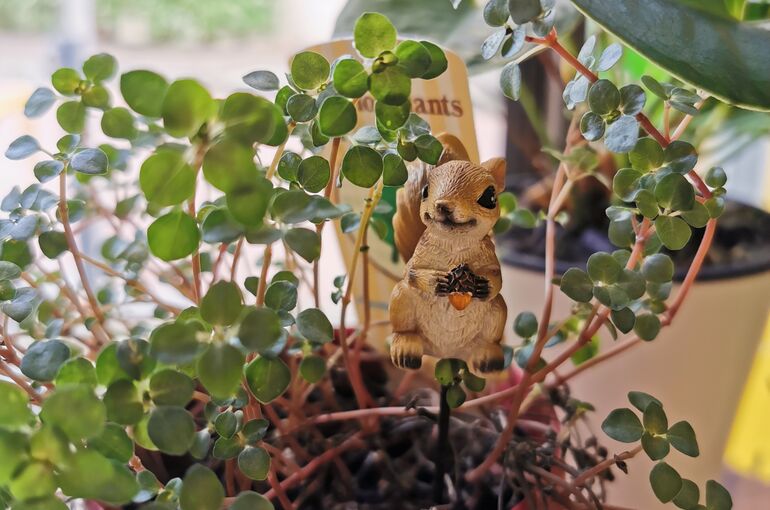 植物リス
